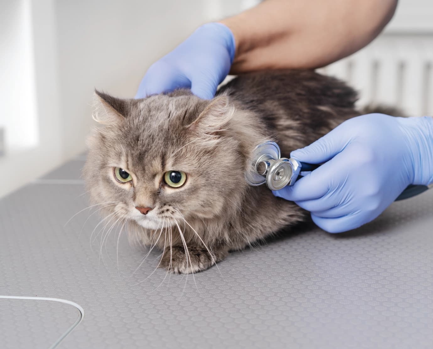 Veterinary Syringes — 3